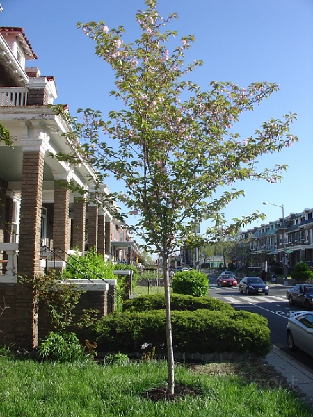 Kwanzan Cherry Tree 2008 02.jpg